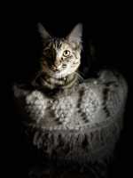 TILLY 18NOV25(001)